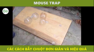 be2- bẫy chuột đơn giản mà hiệu quả P2