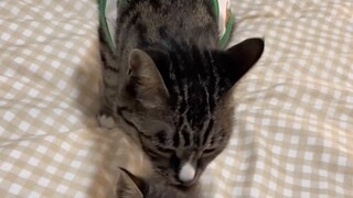 Saat saya menonton video pengawasan dan ekornya terkulai, hati saya hancur, ternyata anak kucing bis