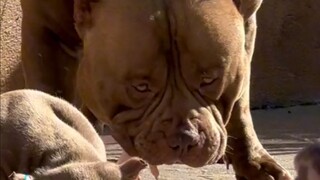 Dogs eating raw chicken and pork.