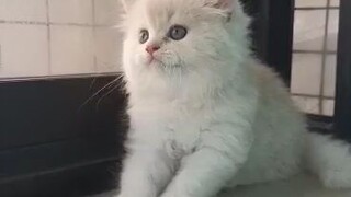 Cute Cat