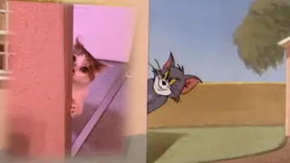 What Happens In Tom And Jerry Is Real | Funny Video