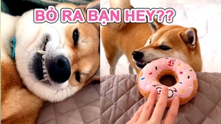 Shiba inu siêu dễ thường😍 các hành động đầy thú vị thực sự thu hút 🥰 | Milu The Dog