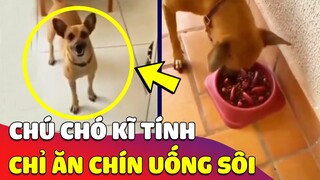 Xuất hiện CHÚ CHÓ cực kĩ tính, chỉ ĂN CHÍN UỐNG SÔI chứ nhất quyết không chịu ăn ĐỒ SỐNG 😎 Gâu Đần