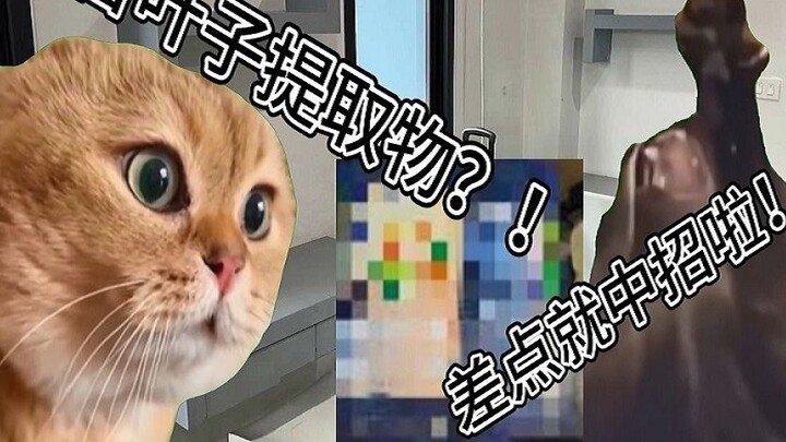 [Cat Meme] Một du học sinh ở Thái Lan vào cửa hàng tiện lợi vô tình mua phải đồ uống có chiết xuất D