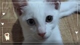 Odd-eyed | Cat Vlog #30