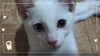 Odd-eyed | Cat Vlog #30