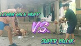 SPAR!! LEMON GOLD MUFF COCK VS SUPER BULIK STAG!