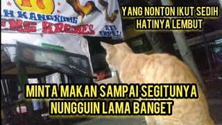 Sedih Banget Kucing Ini Minta Makan Di Warung Pecel Ayam Berharap Fi Kasih Sambil Melamun..!