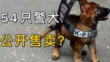 My God, 54 trained police dogs have been sold publicly, I want to own them!