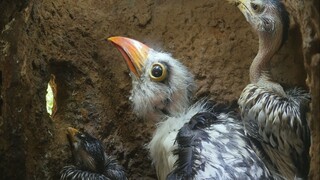 Telur mata-mata masuk ke ruang pernikahan burung dan menetaskan burung mata-mata!