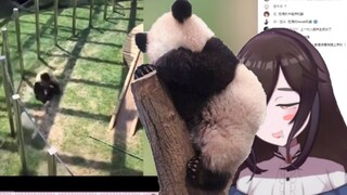 【三日暚】I want to touch the butt of a panda