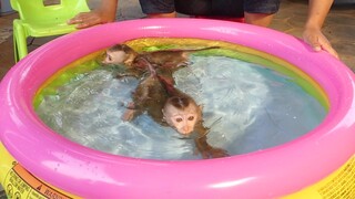Adorable Little Monkey Maki And Baby Maku Enjoying With Big Swimming Pool