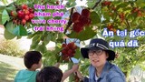Thu hoạch hái cherry trong vườn nhà chùm chùm ngọt lịm/cuộc sống pháp/vườn cây ăn trái/vườn đẹp