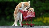 ðŸ’—Omg! So Cute Pets â™¥ Cute Baby Animals & Funny Pets Video Compilation #6ðŸ’—Cute Moments