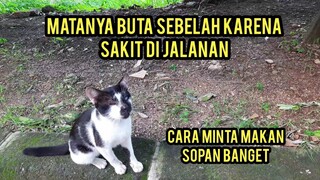 Astagfirullah Kucing Matanya Rusak Jalan Sampai Ngos-Ngosan Karena Haus Dan Lapar..!