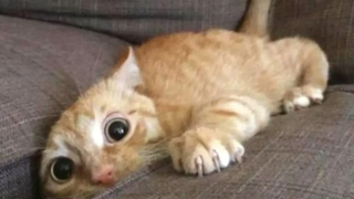 Funniest Scaredy Cats Compilation