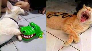 TAHAN TAWA 😂  5 MENIT VIDEO TINGKAH LUCU KUCING BIKIN NGAKAK - KUMPULAN VIDEO LUCU