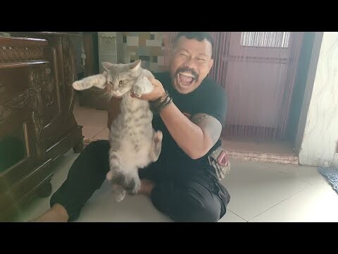 HARIMAU AND SINGA KECIL KECILNYA PANGLIMA BIRING