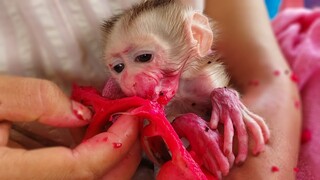 Wow, Unbelievable tiny adorable Luca so joyful eating fresh dragon fruit