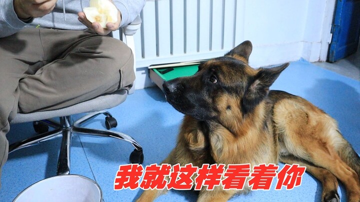 How polite can a big German Shepherd be? If he wants to eat, he will look at you like this until you