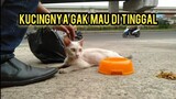 astaghfirullah Kucing Kurus Ngejar-Ngejar Pengen Di Adopsi Kasihan Banget   | Feeding cat