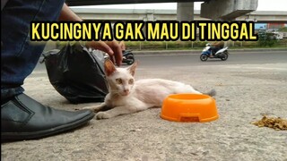 astaghfirullah Kucing Kurus Ngejar-Ngejar Pengen Di Adopsi Kasihan Banget   | Feeding cat