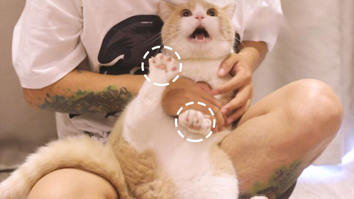 [Mèo cưng] Đeo Facekini cắt móng chân cho mèo, vừa nhàn vừa gầy mặt