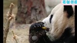 熊猫团子嘴馋吃了一块柠檬，被酸得直敲脑壳