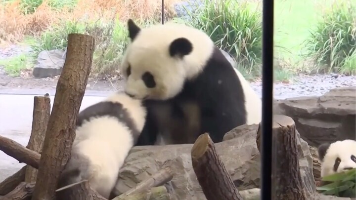 【Panda Meng Meng x Meng Yuan x Meng Xiang】Baby Pandas Berlin Zoo