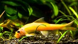 8 jenis ikan yang bisa memakan kotoran ikan lain di aquarium