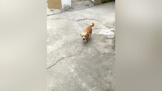 Bơ xinh ko ạ? yeucho yeuchomeo cún cúncon chó chómèo chócon chó_cưng chókhôn yeuchomeo cưng chócute pet dog dogsoftiktok doggo