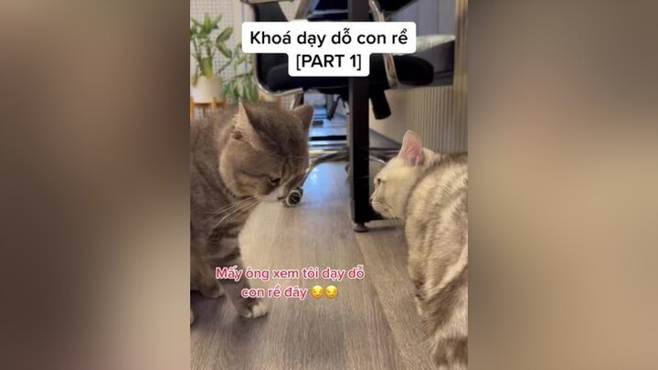 Chuyện mẹ chồng-con dâu xưa rồi, giờ ngta hóng chuyện bố vợ-con rể 🤭🤭🤭 Tea Ice mèo meo meow cats ca