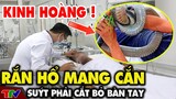 Rắn hổ mang cắn, người đàn ông ở Quảng Bình suýt phải cắt bỏ bàn tay |🔥 TIN AN NINH CỰC NÓNG