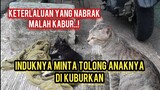 Momen Paling Sedih Melihat Kucing Jalanan Menangis Karena Anaknya Mati..!