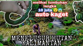 MENJELAJAH HUTAN KALIMANTAN