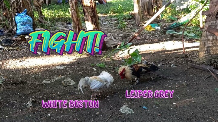 White Boston VS Leiper Grey Spar!          JRP GAMEYARD