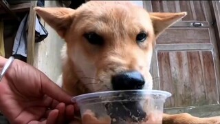 Some dogs grow up just by feeding them