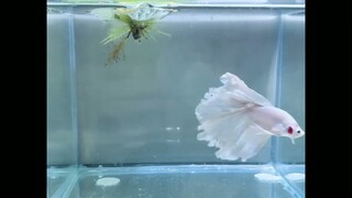 Platinum White Rosetail Betta Fish