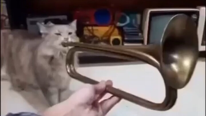 musician cat :v