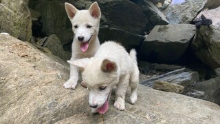 Olahraga di Luar bersama Anak Anjing