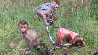 Three monkeys Jumping on the bike