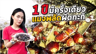 เมนูแปลก! แมงพลัดผัดกะทิ อาหารเด็ดแดนใต้ ไม่ลองไม่รู้[Ep.21] Ma Icez