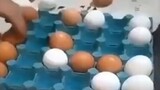 Chess but egg edition
