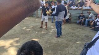 sabong