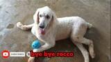 Dog with a Bone Cancer ( goodbye rocco)