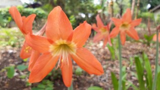 Beautiful Orange Flowers Growing In Our Backyard