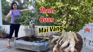 TÌNH HÌNH MỚI VỀ CÔ VI /Xem Cây Mai Vàng 2020- Dạo vòng sân vườn xem cây mai vàng/ travel vietnam