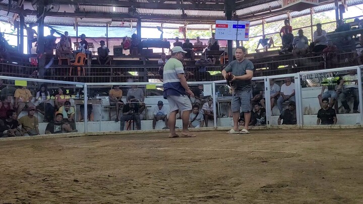 4cock derby. 1st fight Win