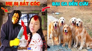 Thú Cưng Vlog | Trứng Bạc Và Trứng Vàng #11 | Chó gâu đần thông minh vui nhộn | Funny pets smart dog