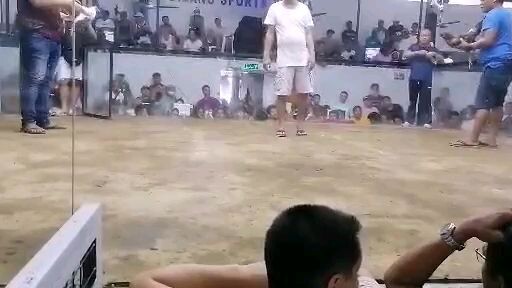 white kelso tabla vs binabae mga idol.